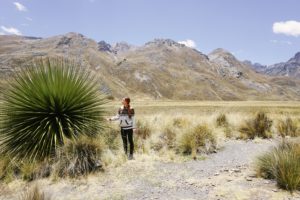 Huaraz, Peru, Pineapple Cactus