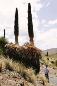 Huaraz, Peru, Pinapple Cactus