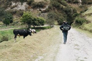 Hiking, cows, Quilotoa,Ecuador