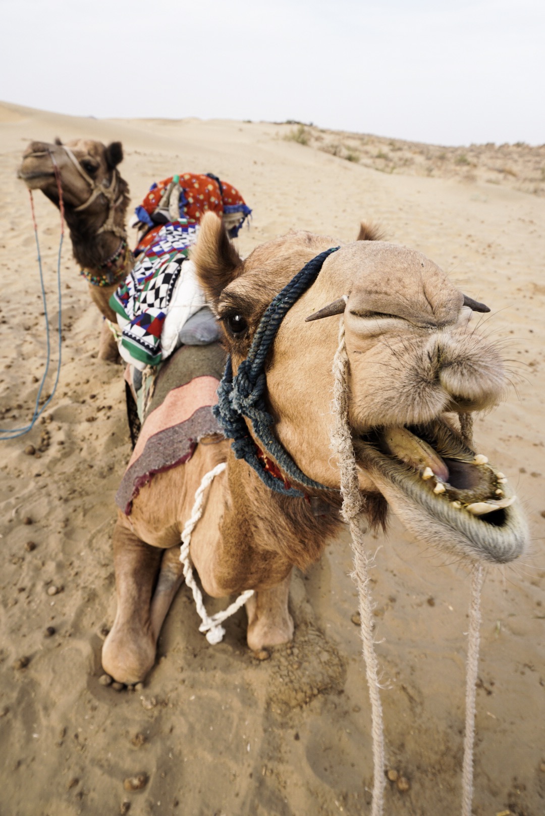 safari, camel, desert