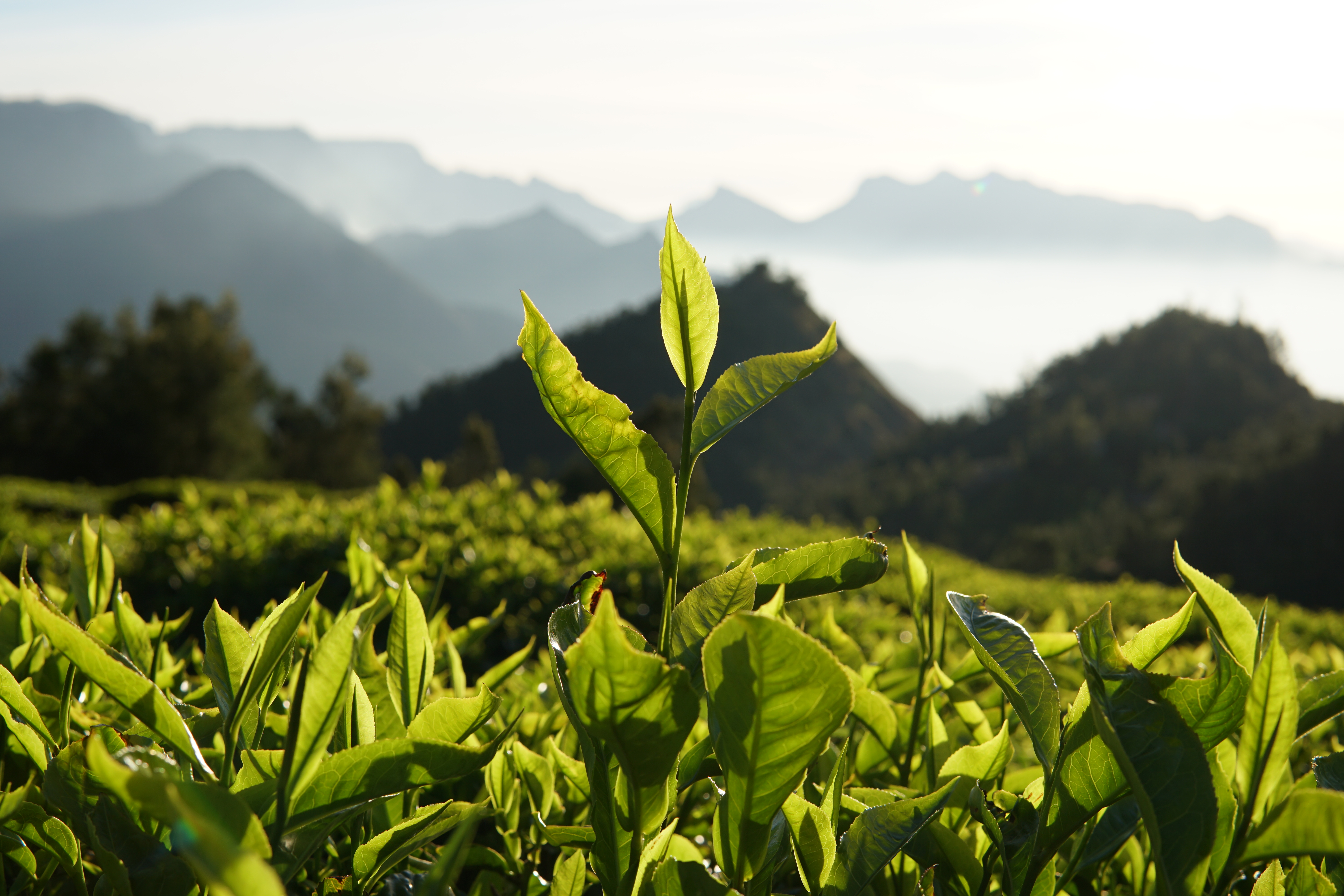 tea fields, Munnar, India, tea