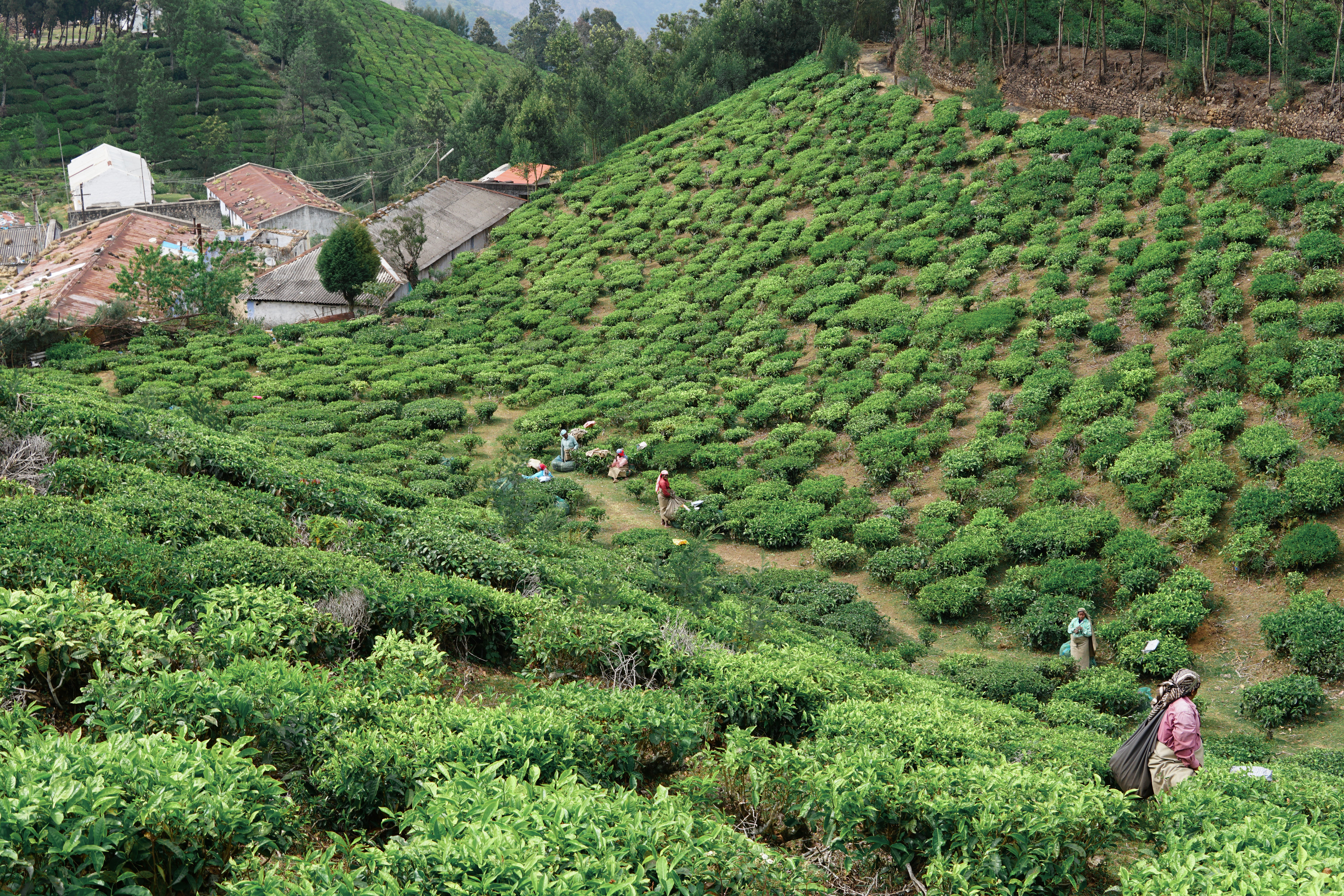tea fields, Munnar, India, tea
