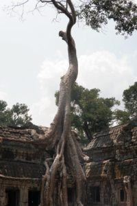 tomb raider, temple, cambodia
