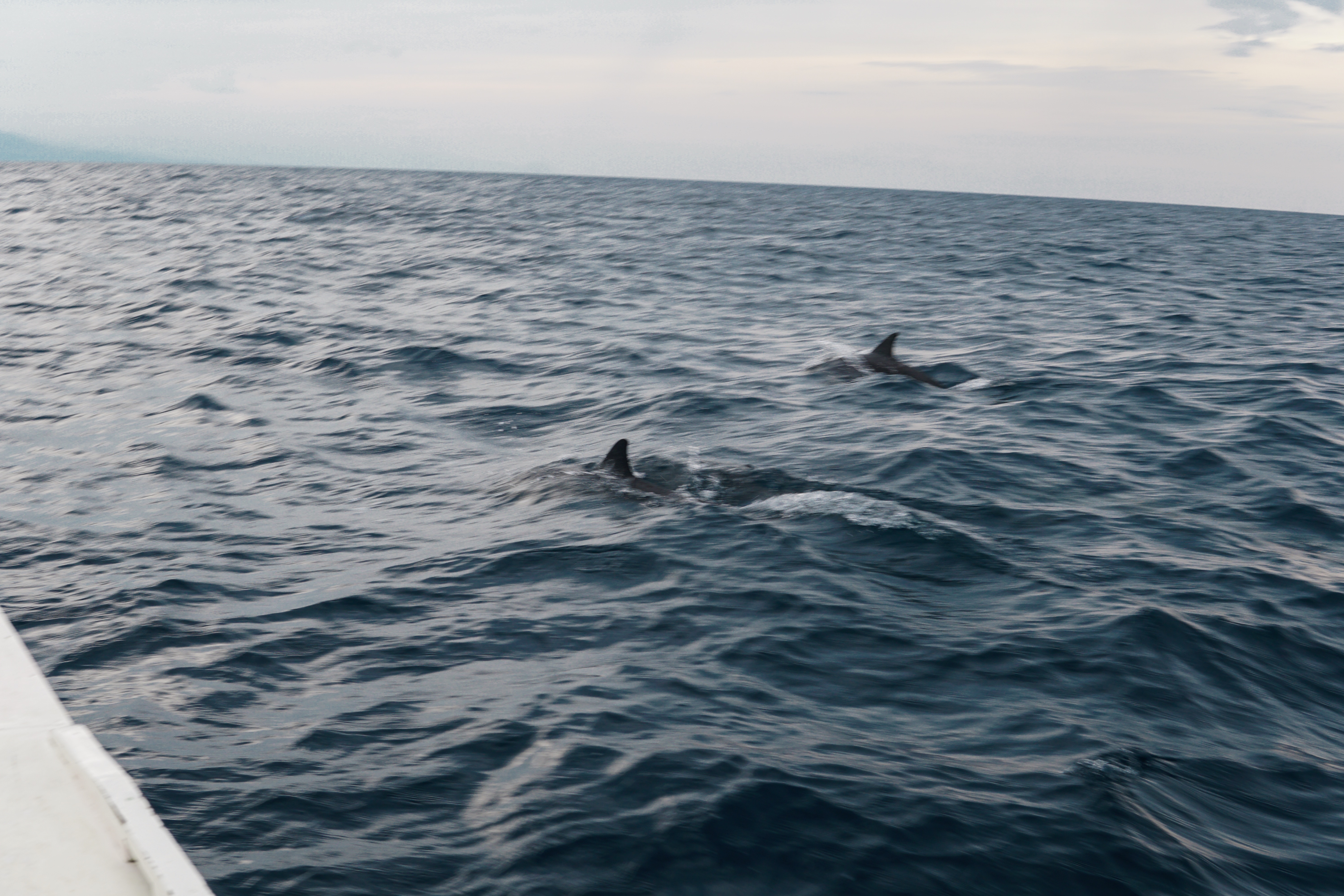 Pamilacan Island Dolphin Watching Tour