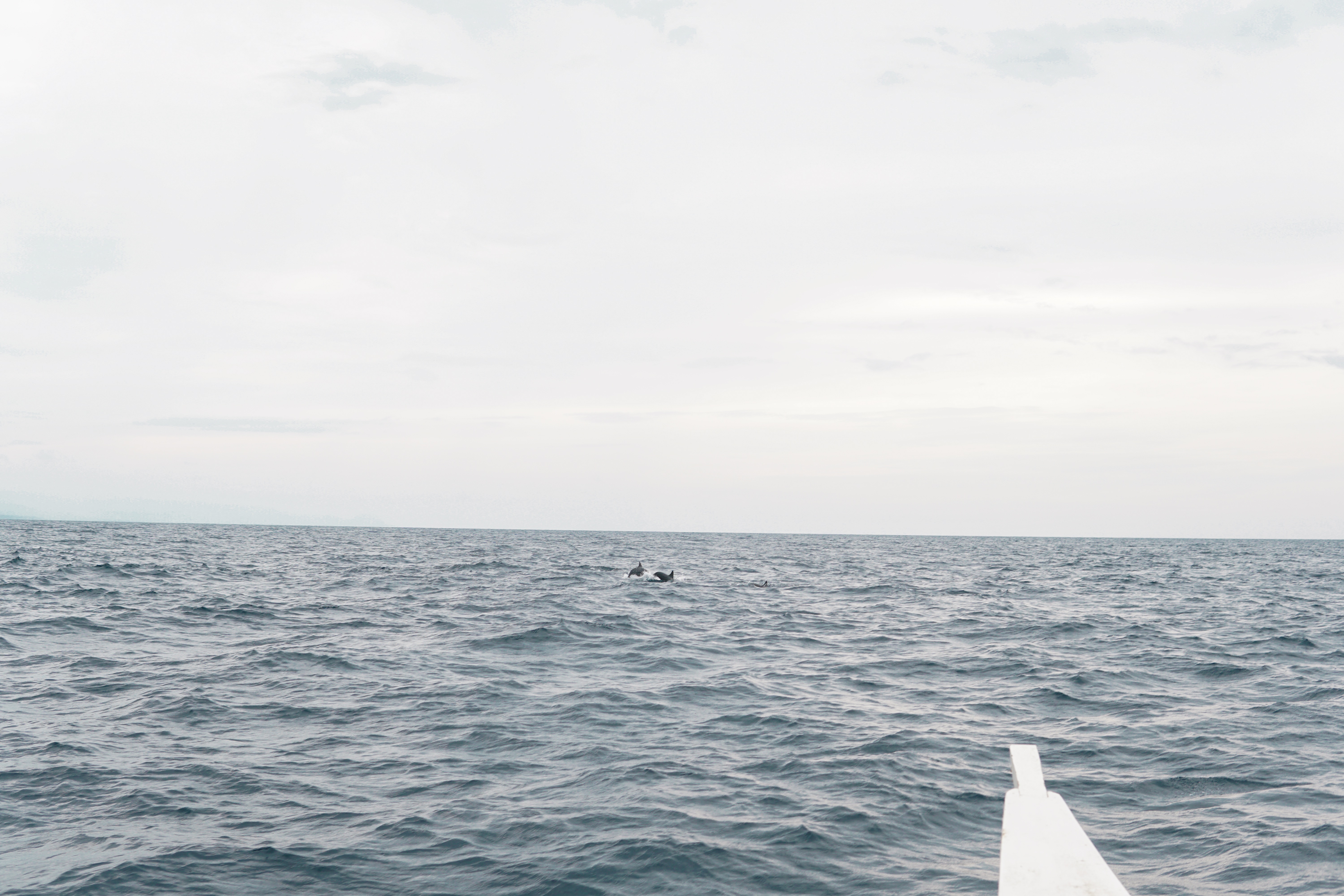 Pamilacan Island Dolphin Watching Tour