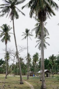 palm forest, people, water well