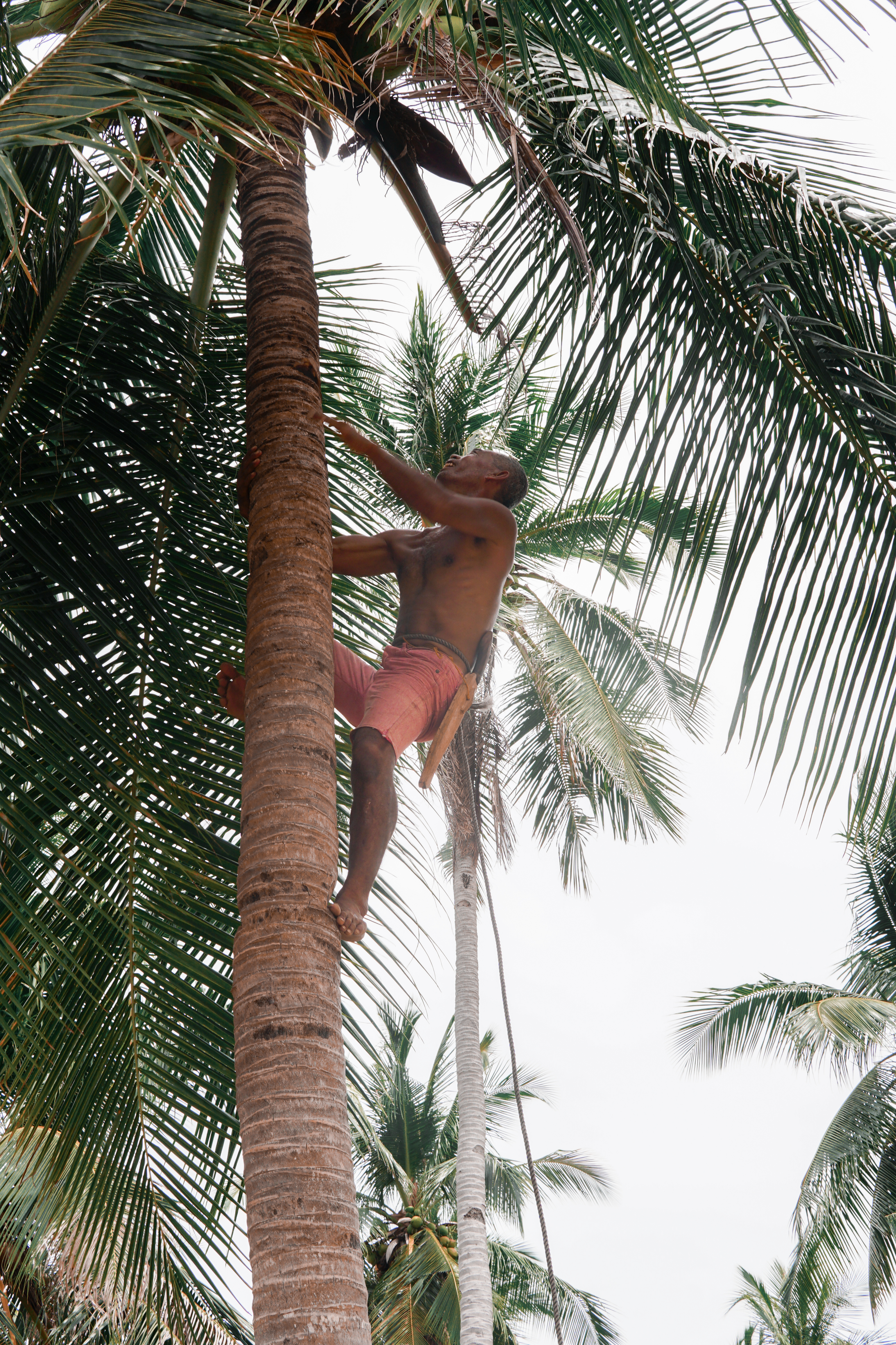 man climbing a coconut tree