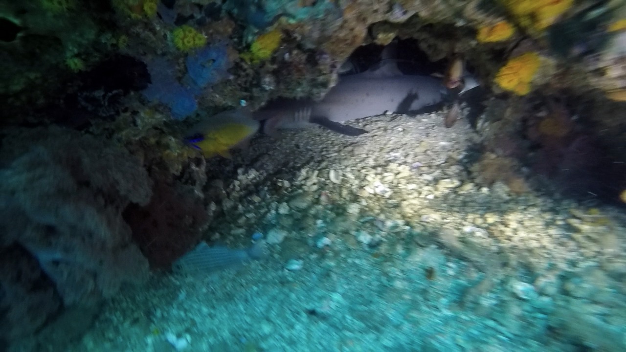 white tip shark, gato island, cave, malapascua, island, Cebu, Philippines