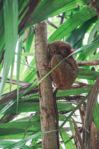 tarsier in Bohol 