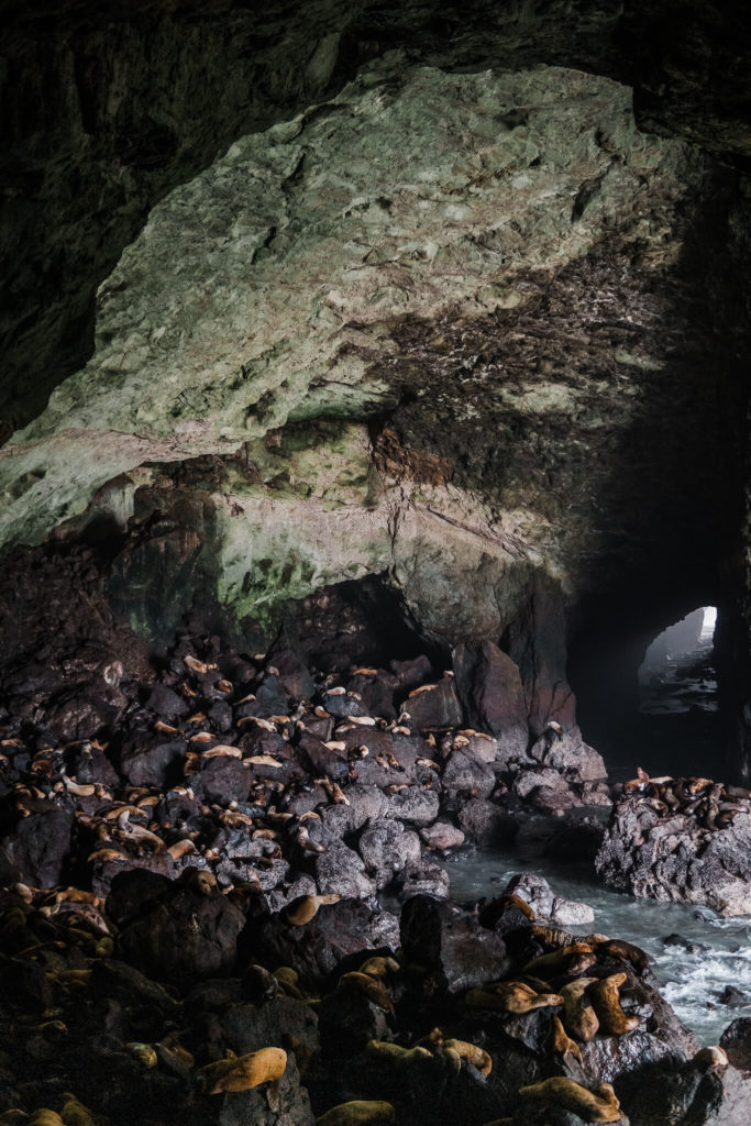 florence-oregon-sea-lion-caves