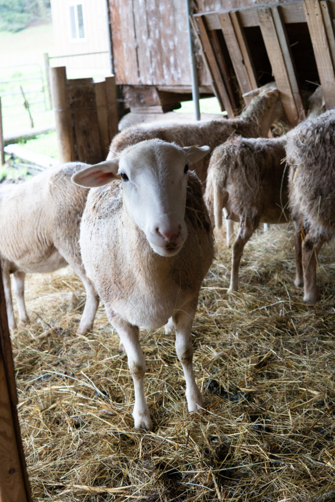 willamette-valley-oregon-leaping-lamb-farmstay