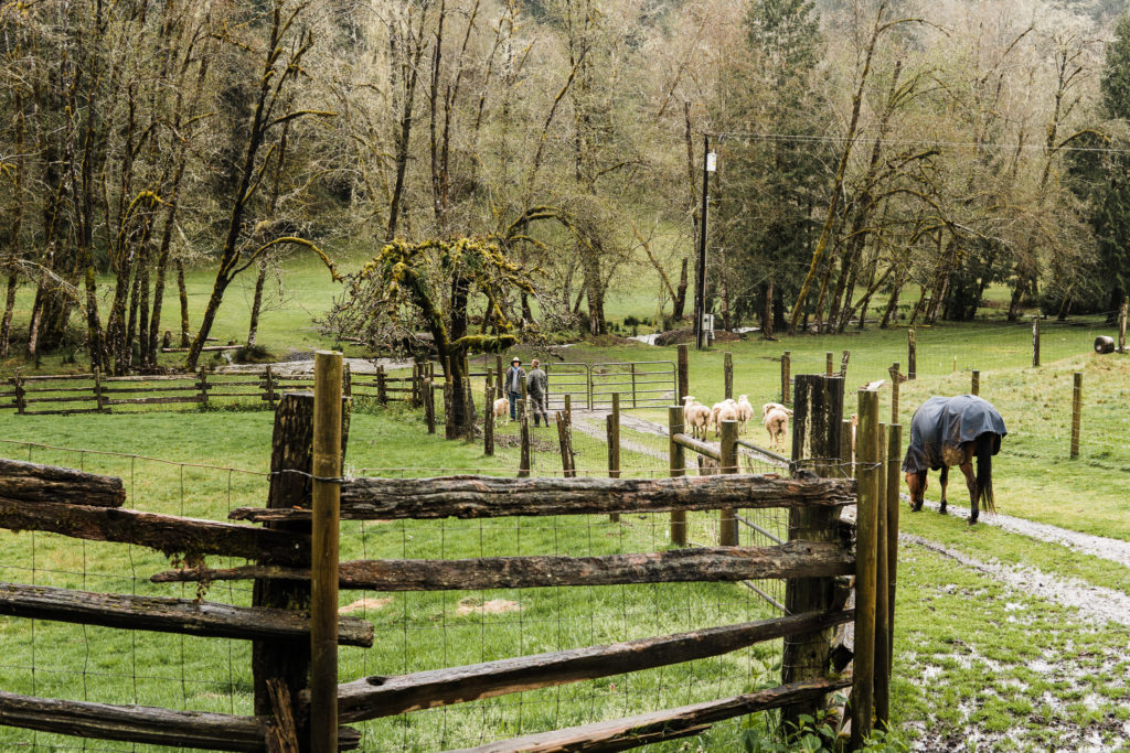 willamette-valley-oregon-leaping-lamb-farmstay