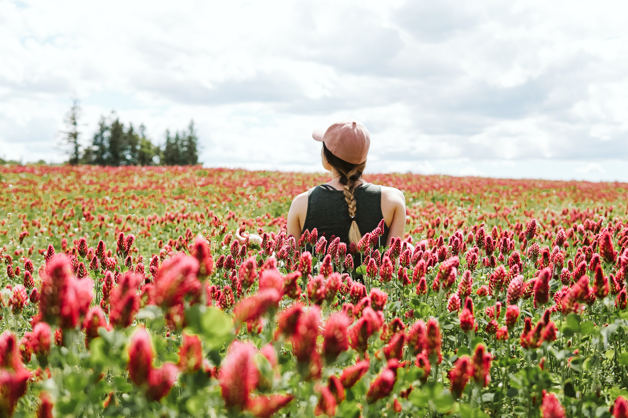 red-clover-fields-tualatin-valley