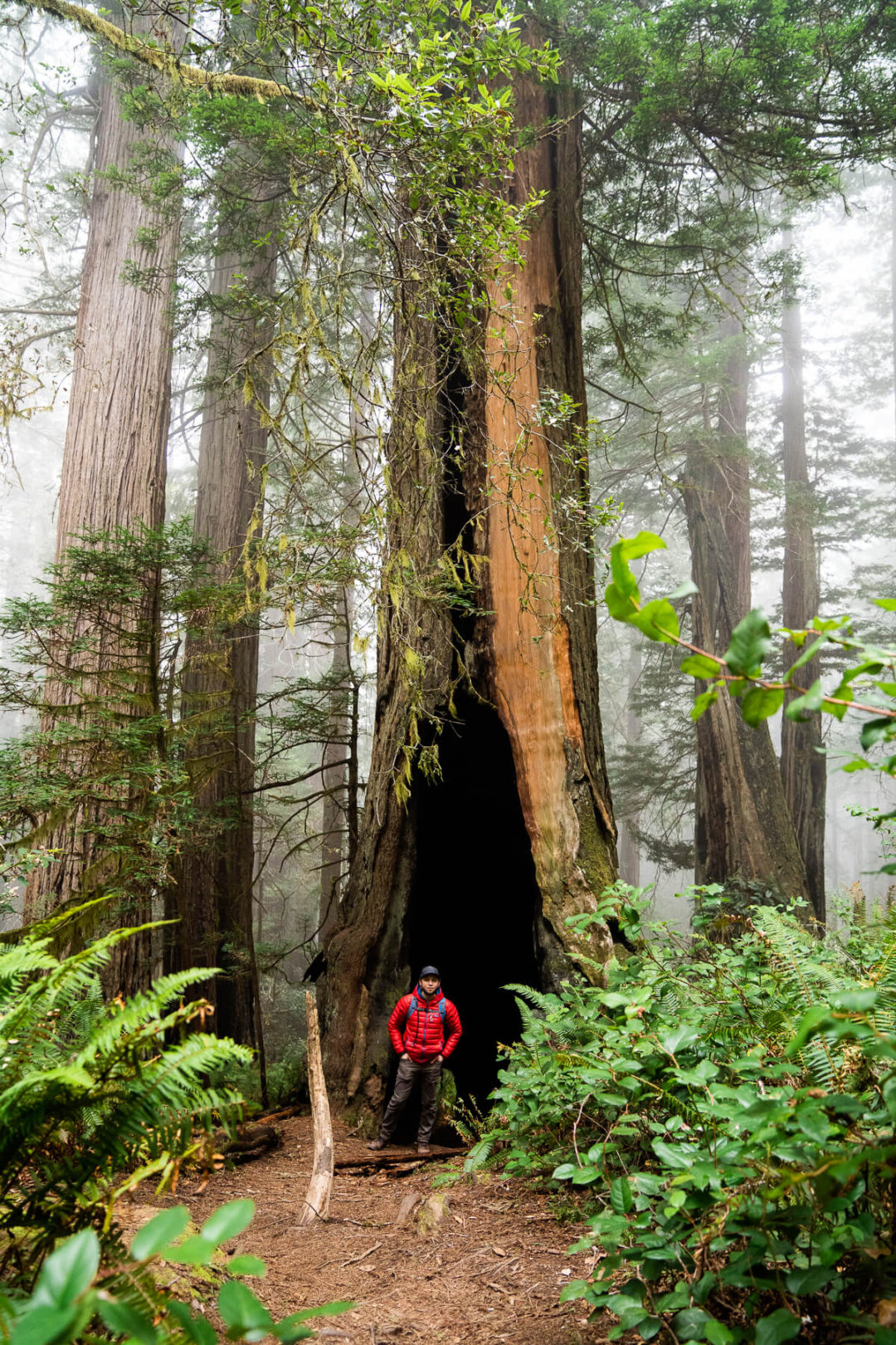 Ultimate Guide To Exploring The Redwoods National And State Parks Hikes Scenic Drives And