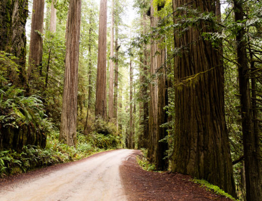 redwoods-national-park-california-scenic-drive