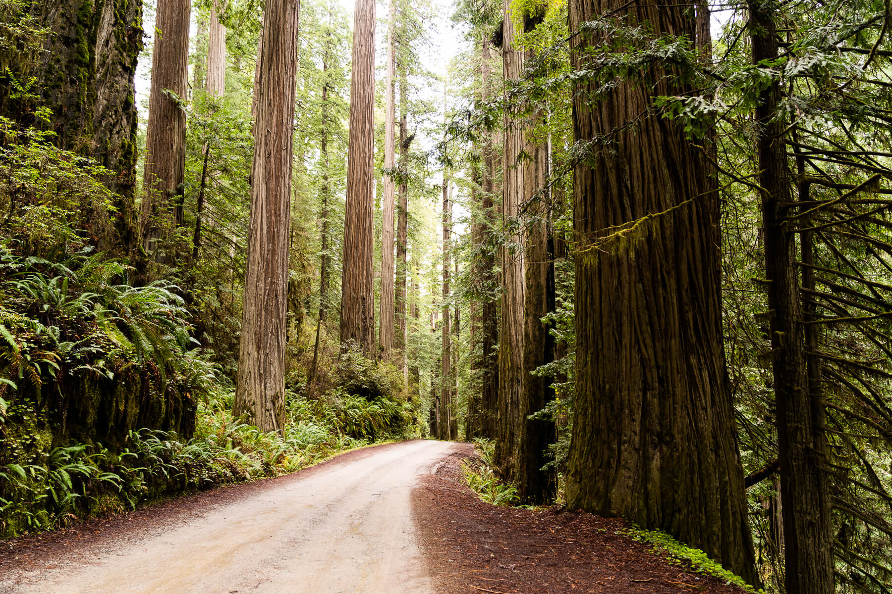 6 Incredible Scenic Drives To Take Through The Redwoods National And