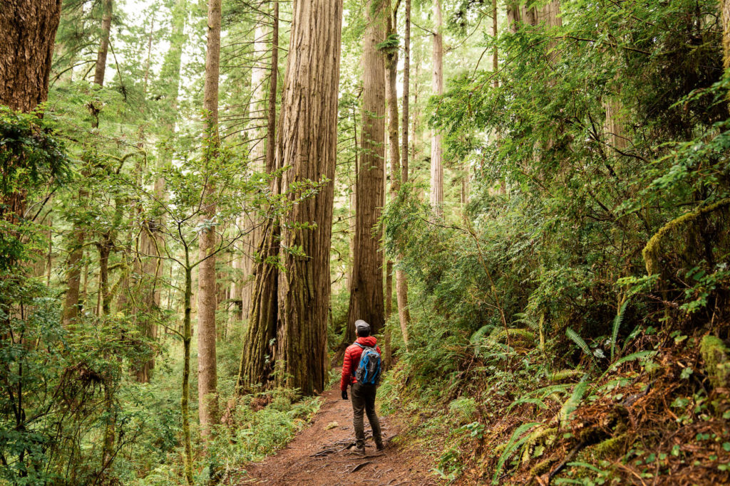 redwoods-national-park-california-08466