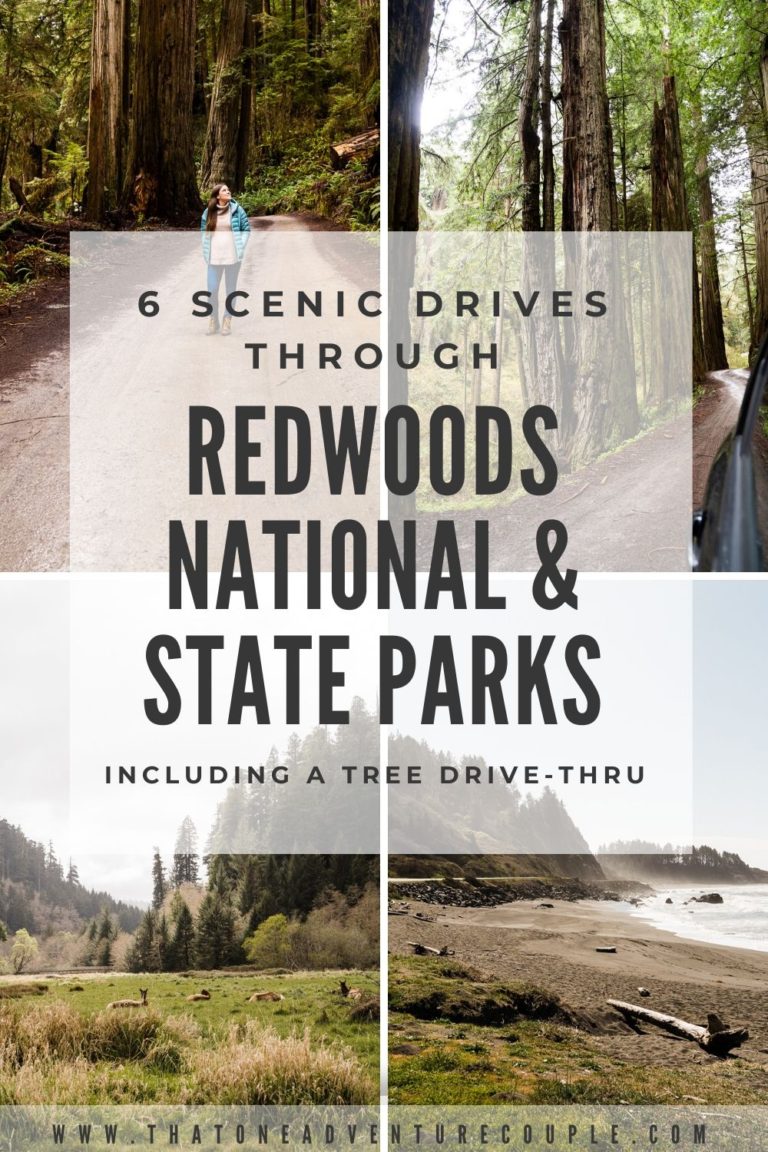 6 Incredible Scenic Drives To Take Through The Redwoods National And ...