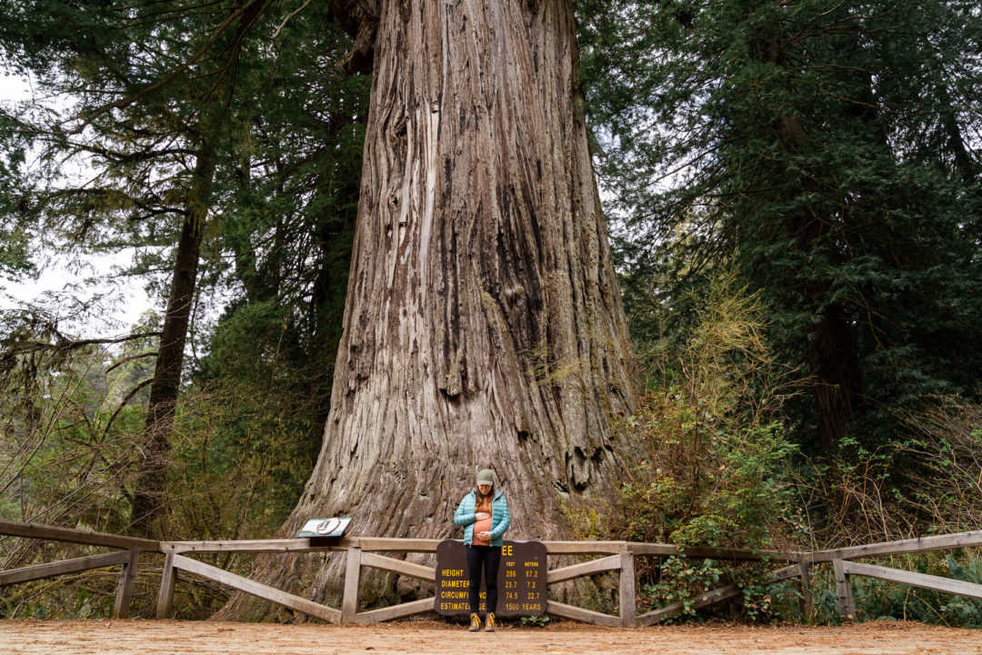 redwoods-national-park-california-third-trimester-natural-mama