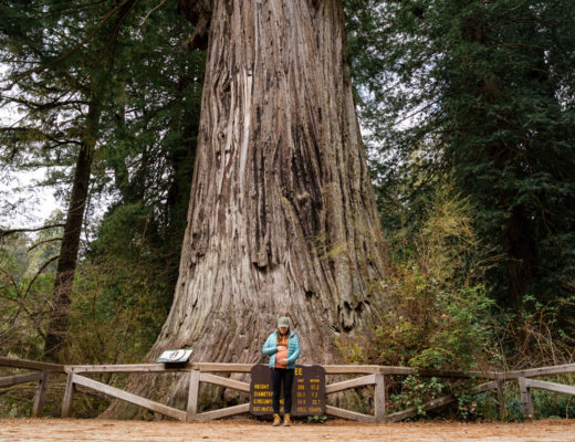 redwoods-national-park-california-third-trimester-natural-mama